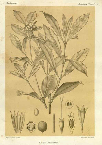 Reproducción/Reproduction 49786113236: Histoire physique, naturelle, et politique de Madagascar. Paris :Impr. nationale,1885-. 