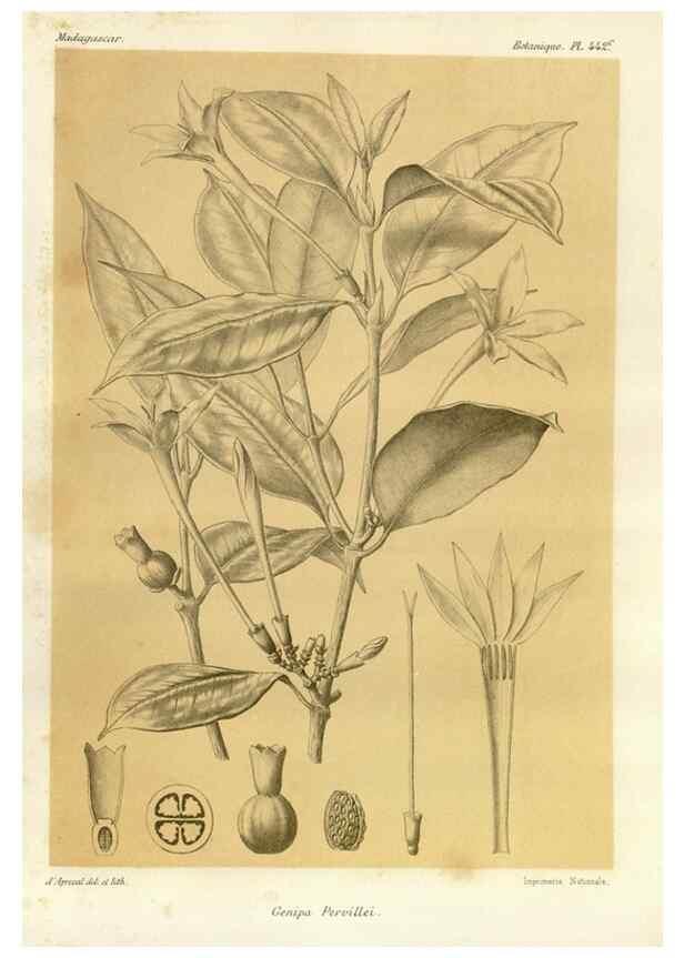 Reproducción/Reproduction 49785573948: Histoire physique, naturelle, et politique de Madagascar. Paris :Impr. nationale,1885-. 
