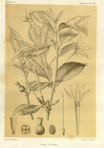 Reproducción/Reproduction 49785573948: Histoire physique, naturelle, et politique de Madagascar. Paris :Impr. nationale,1885-. 