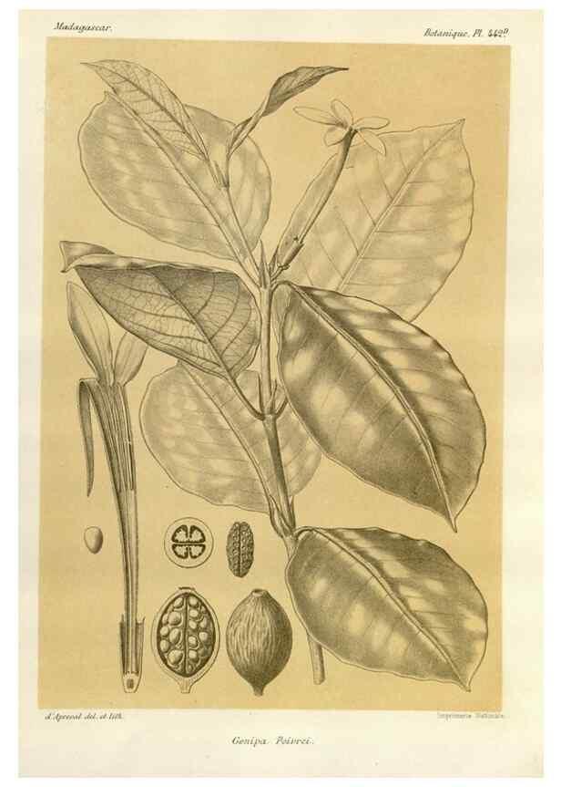 Reproducción/Reproduction 49785574233: Histoire physique, naturelle, et politique de Madagascar. Paris :Impr. nationale,1885-. 