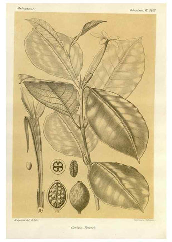 Reproducción/Reproduction 49785574233: Histoire physique, naturelle, et politique de Madagascar. Paris :Impr. nationale,1885-. 