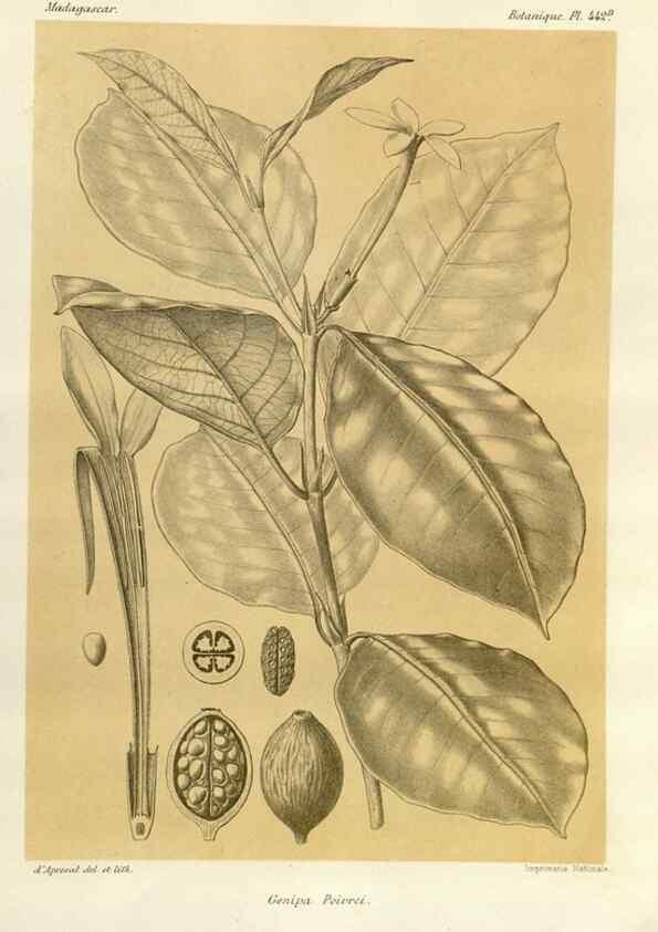 Reproducción/Reproduction 49785574233: Histoire physique, naturelle, et politique de Madagascar. Paris :Impr. nationale,1885-. 