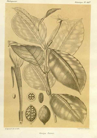 Reproducción/Reproduction 49785574233: Histoire physique, naturelle, et politique de Madagascar. Paris :Impr. nationale,1885-. 