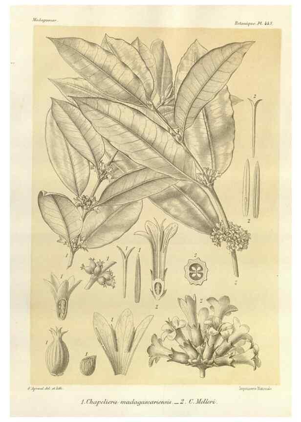 Reproducción/Reproduction 49786114056: Histoire physique, naturelle, et politique de Madagascar. Paris :Impr. nationale,1885-. 