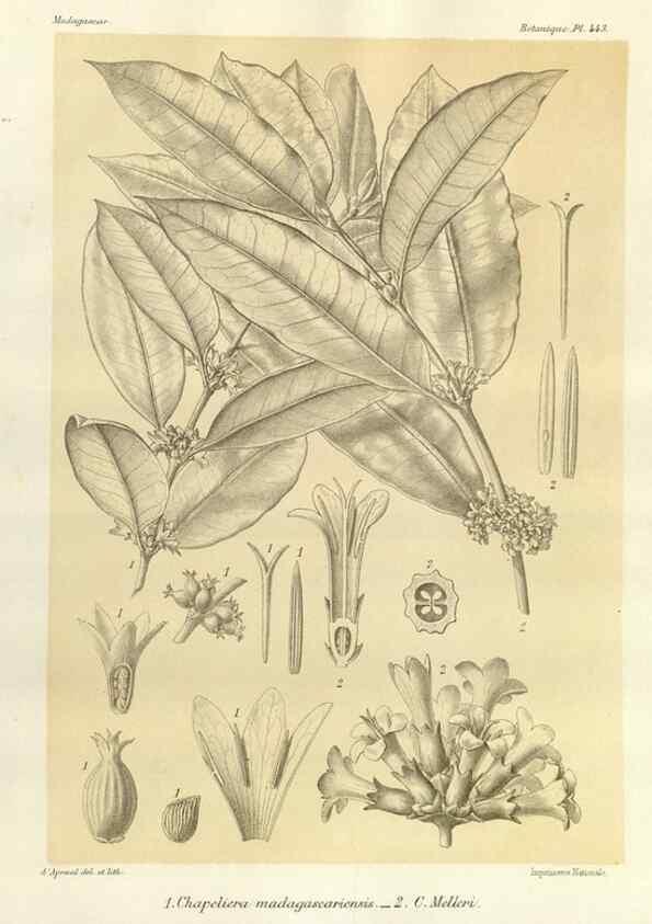 Reproducción/Reproduction 49786114056: Histoire physique, naturelle, et politique de Madagascar. Paris :Impr. nationale,1885-. 