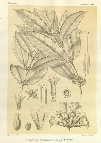 Reproducción/Reproduction 49786114056: Histoire physique, naturelle, et politique de Madagascar. Paris :Impr. nationale,1885-. 