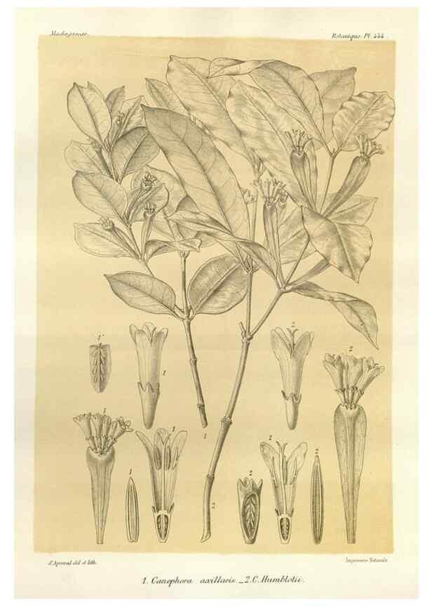 Reproducción/Reproduction 49786114276: Histoire physique, naturelle, et politique de Madagascar. Paris :Impr. nationale,1885-. 