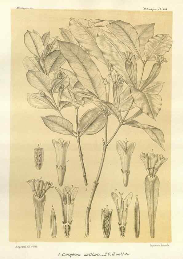 Reproducción/Reproduction 49786114276: Histoire physique, naturelle, et politique de Madagascar. Paris :Impr. nationale,1885-. 