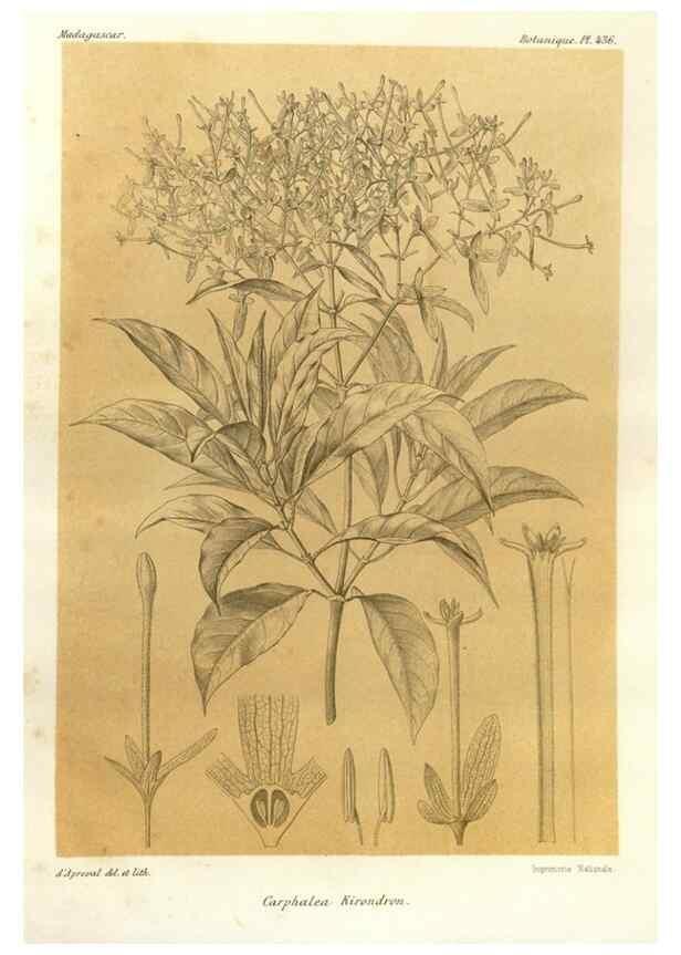 Reproducción/Reproduction 49785571128: Histoire physique, naturelle, et politique de Madagascar. Paris :Impr. nationale,1885-. 