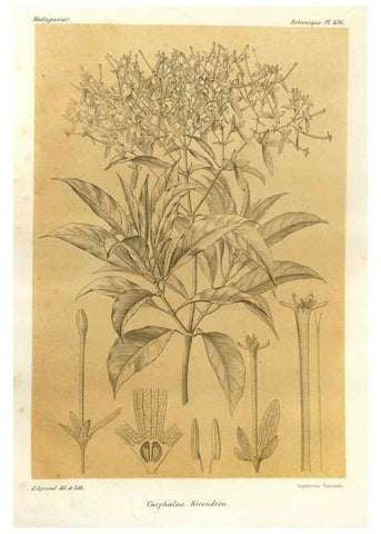 Reproducción/Reproduction 49785571128: Histoire physique, naturelle, et politique de Madagascar. Paris :Impr. nationale,1885-. 