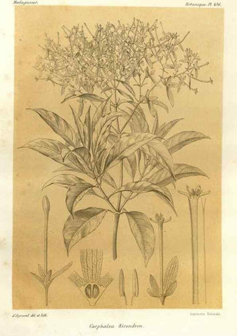 Reproducción/Reproduction 49785571128: Histoire physique, naturelle, et politique de Madagascar. Paris :Impr. nationale,1885-. 