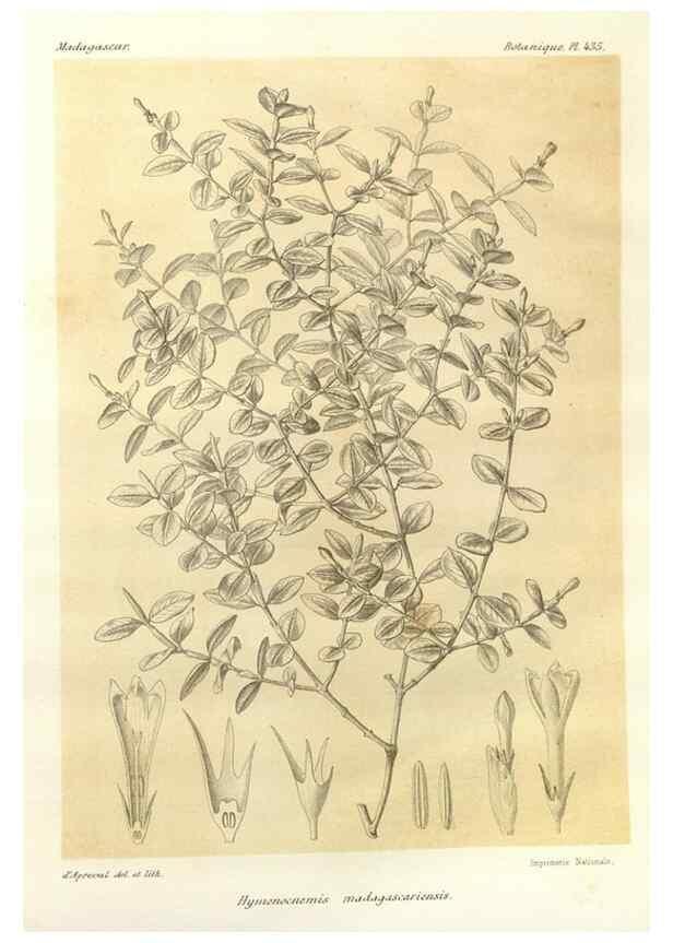 Reproducción/Reproduction 49786110381: Histoire physique, naturelle, et politique de Madagascar. Paris :Impr. nationale,1885-. 