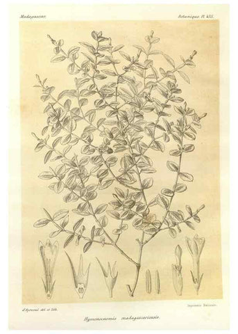 Reproducción/Reproduction 49786110381: Histoire physique, naturelle, et politique de Madagascar. Paris :Impr. nationale,1885-. 