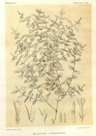 Reproducción/Reproduction 49786110381: Histoire physique, naturelle, et politique de Madagascar. Paris :Impr. nationale,1885-. 