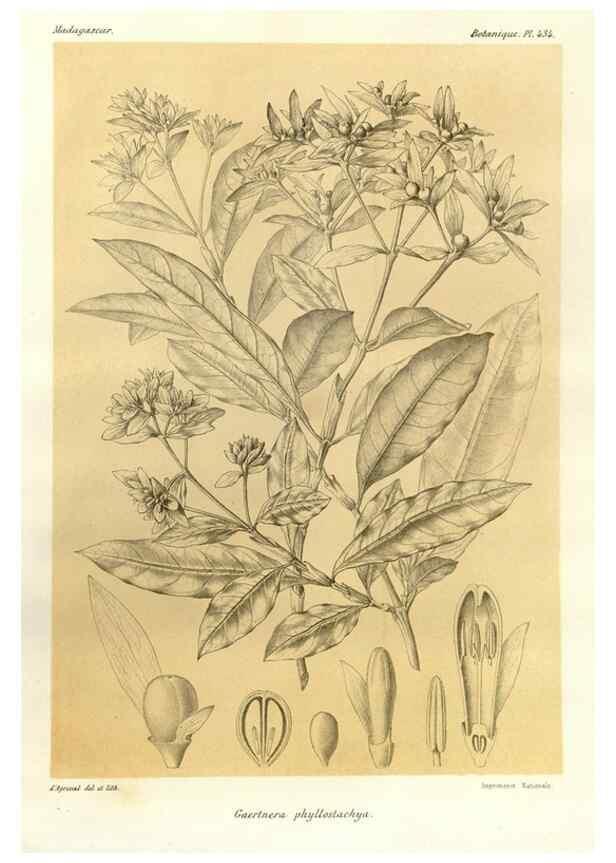 Reproducción/Reproduction 49785570568: Histoire physique, naturelle, et politique de Madagascar. Paris :Impr. nationale,1885-. 