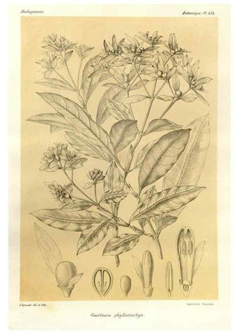 Reproducción/Reproduction 49785570568: Histoire physique, naturelle, et politique de Madagascar. Paris :Impr. nationale,1885-. 