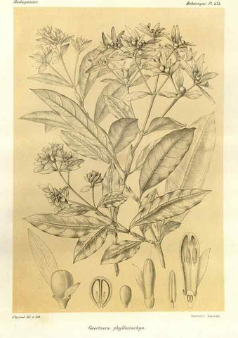 Reproducción/Reproduction 49785570568: Histoire physique, naturelle, et politique de Madagascar. Paris :Impr. nationale,1885-. 