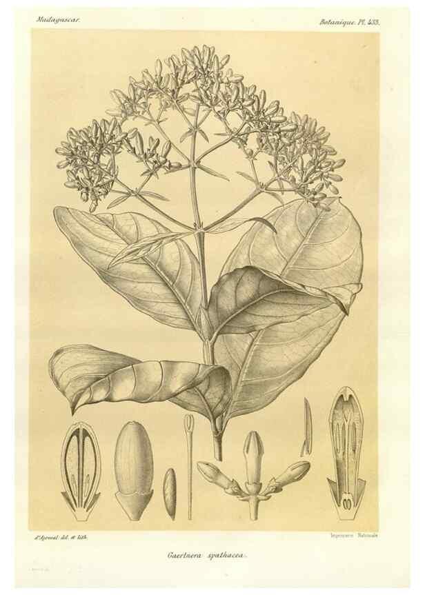 Reproducción/Reproduction 49786429102: Histoire physique, naturelle, et politique de Madagascar. Paris :Impr. nationale,1885-. 