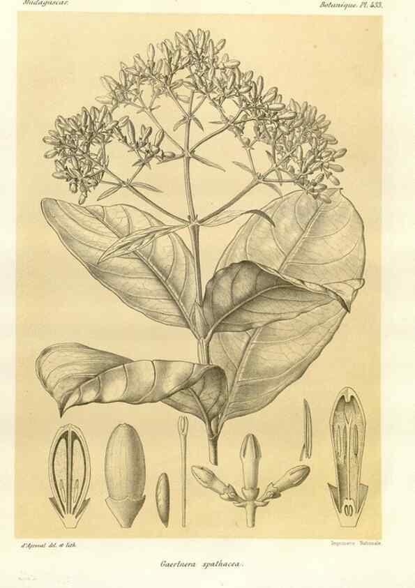 Reproducción/Reproduction 49786429102: Histoire physique, naturelle, et politique de Madagascar. Paris :Impr. nationale,1885-. 