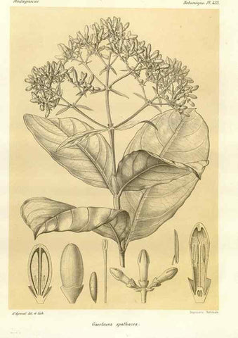 Reproducción/Reproduction 49786429102: Histoire physique, naturelle, et politique de Madagascar. Paris :Impr. nationale,1885-. 