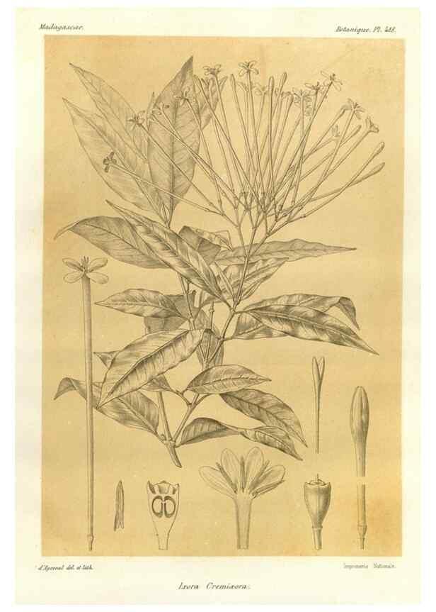 Reproducción/Reproduction 49786424867: Histoire physique, naturelle, et politique de Madagascar. Paris :Impr. nationale,1885-. 