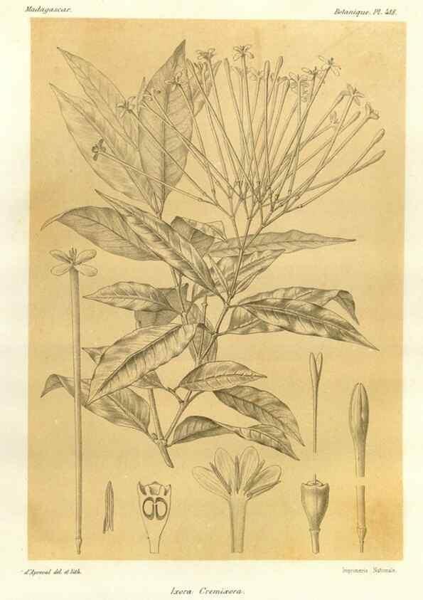 Reproducción/Reproduction 49786424867: Histoire physique, naturelle, et politique de Madagascar. Paris :Impr. nationale,1885-. 