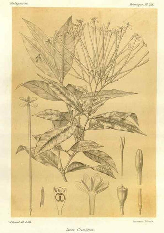 Reproducción/Reproduction 49786424867: Histoire physique, naturelle, et politique de Madagascar. Paris :Impr. nationale,1885-. 