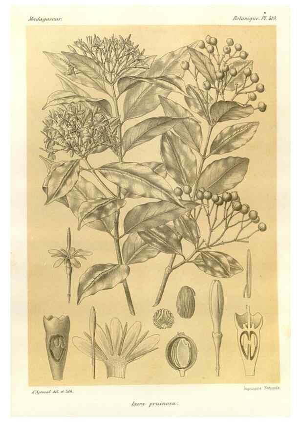 Reproducción/Reproduction 49785566503: Histoire physique, naturelle, et politique de Madagascar. Paris :Impr. nationale,1885-. 