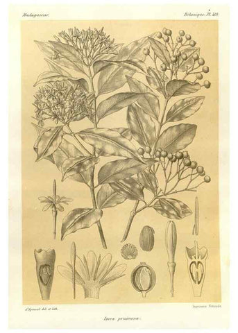 Reproducción/Reproduction 49785566503: Histoire physique, naturelle, et politique de Madagascar. Paris :Impr. nationale,1885-. 