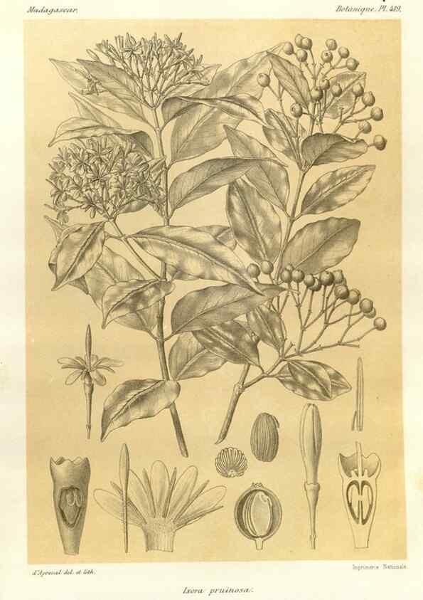 Reproducción/Reproduction 49785566503: Histoire physique, naturelle, et politique de Madagascar. Paris :Impr. nationale,1885-. 
