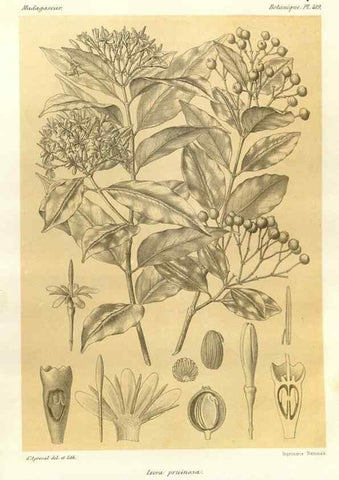 Reproducción/Reproduction 49785566503: Histoire physique, naturelle, et politique de Madagascar. Paris :Impr. nationale,1885-. 