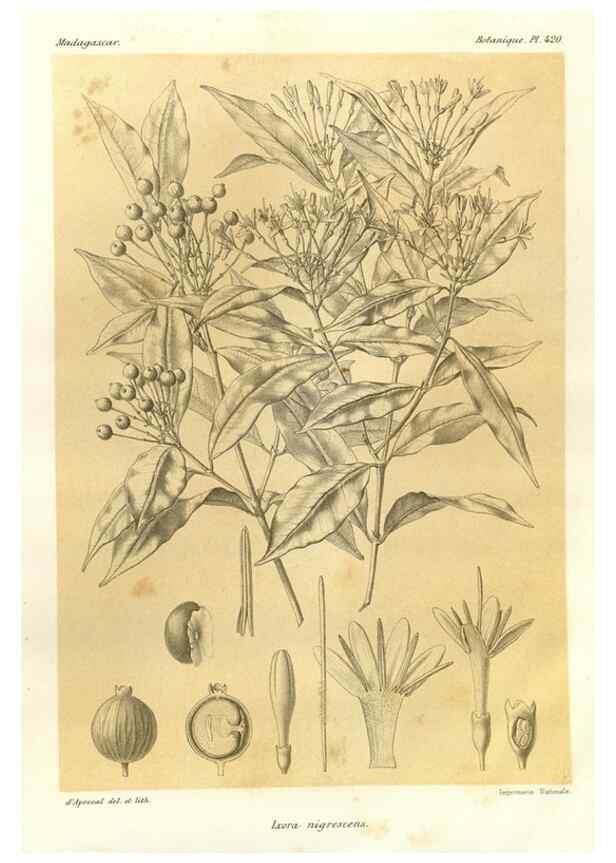 Reproducción/Reproduction 49786425352: Histoire physique, naturelle, et politique de Madagascar. Paris :Impr. nationale,1885-. 