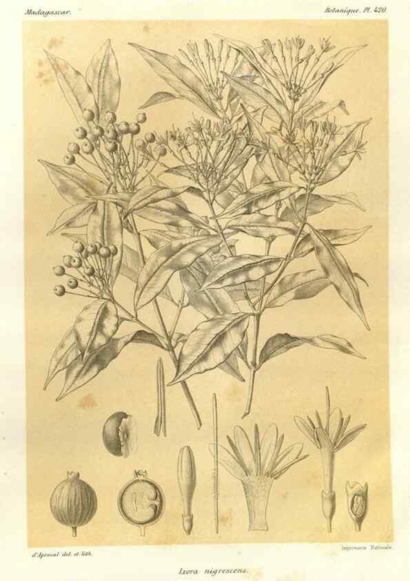 Reproducción/Reproduction 49786425352: Histoire physique, naturelle, et politique de Madagascar. Paris :Impr. nationale,1885-. 