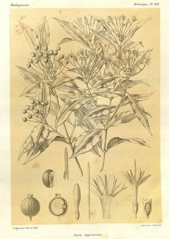 Reproducción/Reproduction 49786425352: Histoire physique, naturelle, et politique de Madagascar. Paris :Impr. nationale,1885-. 