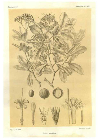 Reproducción/Reproduction 49786425622: Histoire physique, naturelle, et politique de Madagascar. Paris :Impr. nationale,1885-. 
