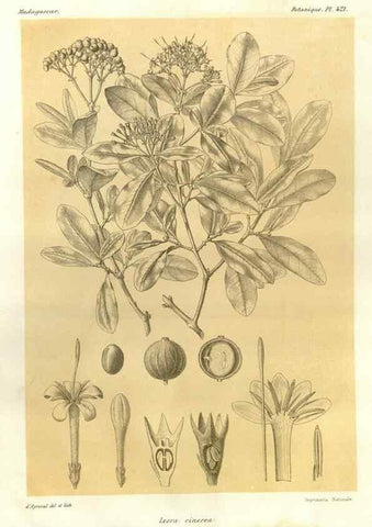 Reproducción/Reproduction 49786425622: Histoire physique, naturelle, et politique de Madagascar. Paris :Impr. nationale,1885-. 