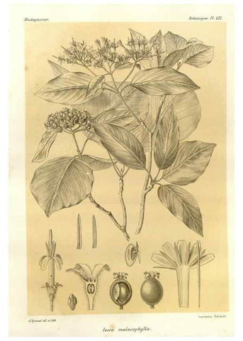 Reproducción/Reproduction 49786425957: Histoire physique, naturelle, et politique de Madagascar. Paris :Impr. nationale,1885-. 