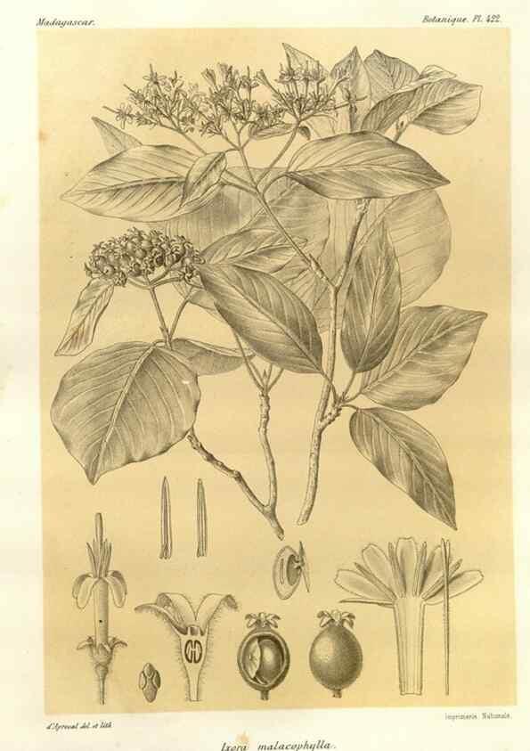 Reproducción/Reproduction 49786425957: Histoire physique, naturelle, et politique de Madagascar. Paris :Impr. nationale,1885-. 