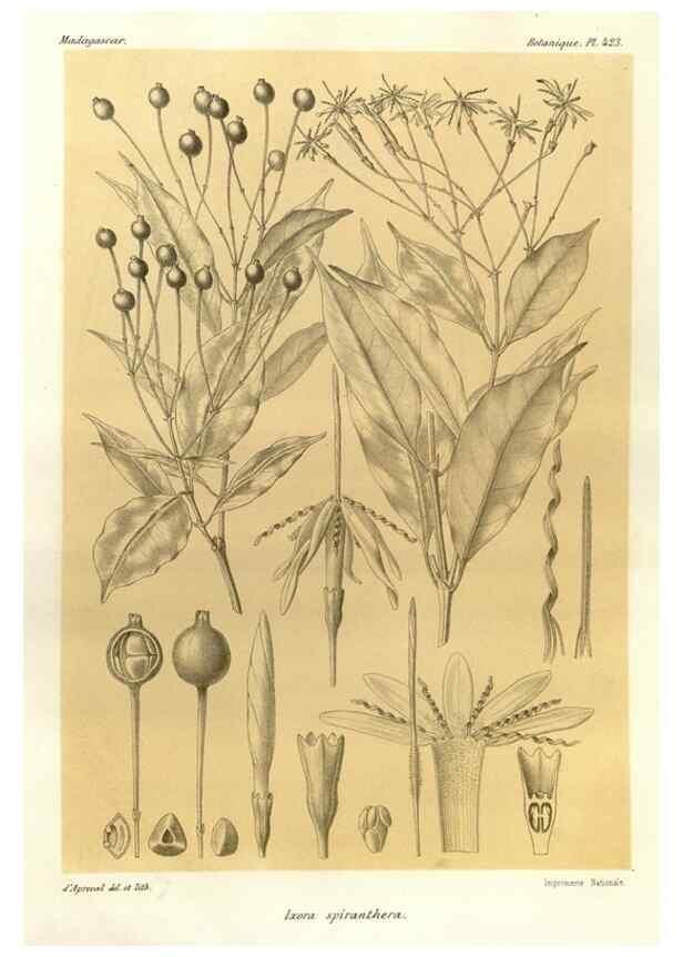 Reproducción/Reproduction 49786107096: Histoire physique, naturelle, et politique de Madagascar. Paris :Impr. nationale,1885-. 