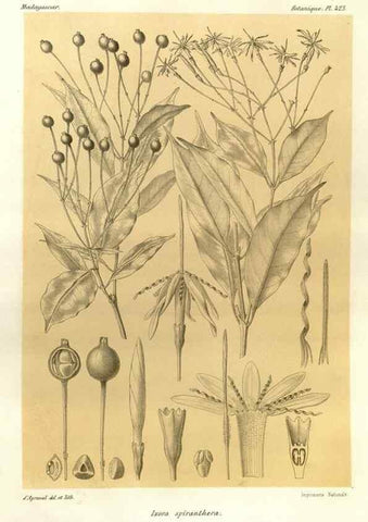 Reproducción/Reproduction 49786107096: Histoire physique, naturelle, et politique de Madagascar. Paris :Impr. nationale,1885-. 
