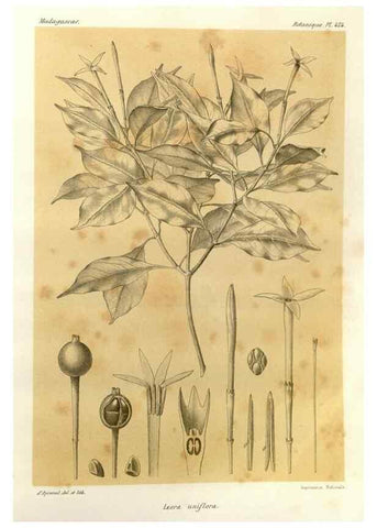 Reproducción/Reproduction 49786107306: Histoire physique, naturelle, et politique de Madagascar. Paris :Impr. nationale,1885-. 