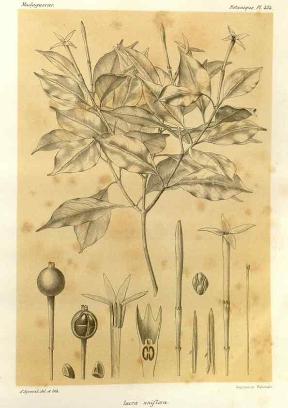 Reproducción/Reproduction 49786107306: Histoire physique, naturelle, et politique de Madagascar. Paris :Impr. nationale,1885-. 