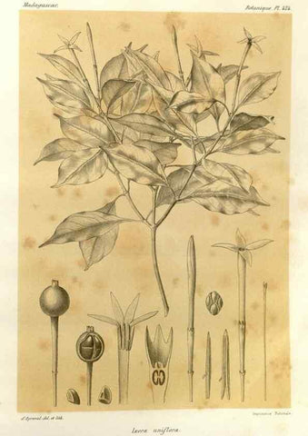 Reproducción/Reproduction 49786107306: Histoire physique, naturelle, et politique de Madagascar. Paris :Impr. nationale,1885-. 