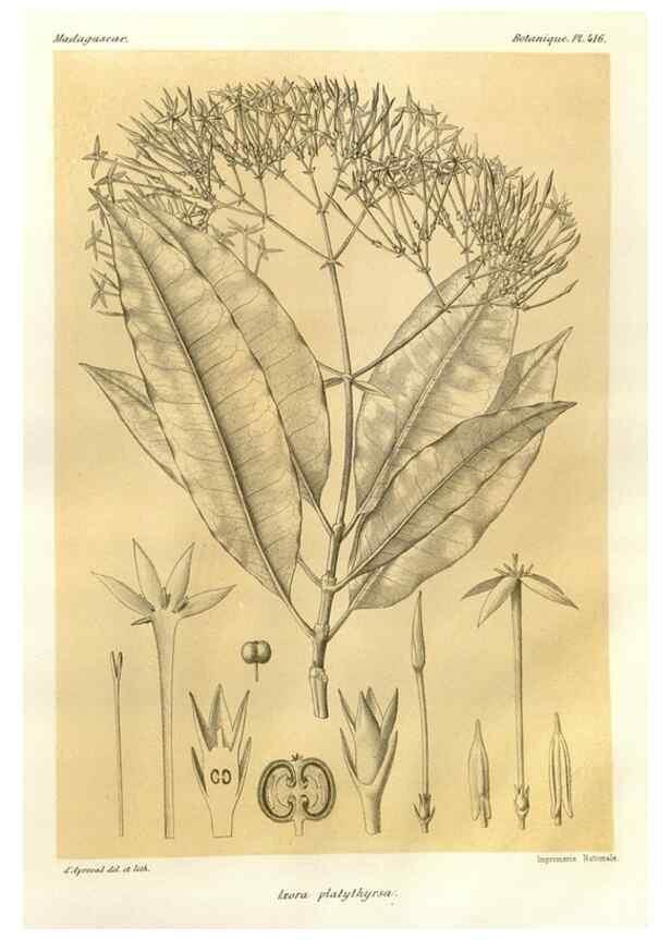Reproducción/Reproduction 49786105166: Histoire physique, naturelle, et politique de Madagascar. Paris :Impr. nationale,1885-. 