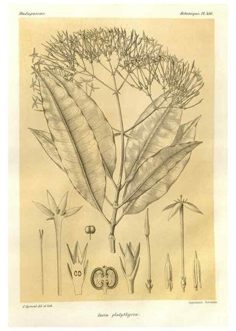 Reproducción/Reproduction 49786105166: Histoire physique, naturelle, et politique de Madagascar. Paris :Impr. nationale,1885-. 