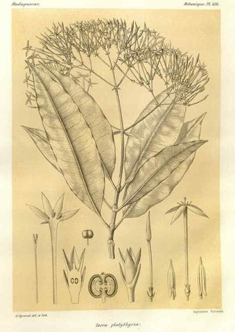Reproducción/Reproduction 49786105166: Histoire physique, naturelle, et politique de Madagascar. Paris :Impr. nationale,1885-. 