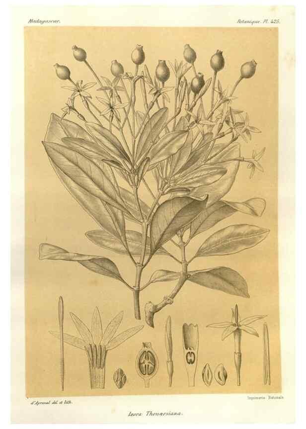 Reproducción/Reproduction 49785567973: Histoire physique, naturelle, et politique de Madagascar. Paris :Impr. nationale,1885-. 