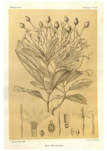 Reproducción/Reproduction 49785567973: Histoire physique, naturelle, et politique de Madagascar. Paris :Impr. nationale,1885-. 