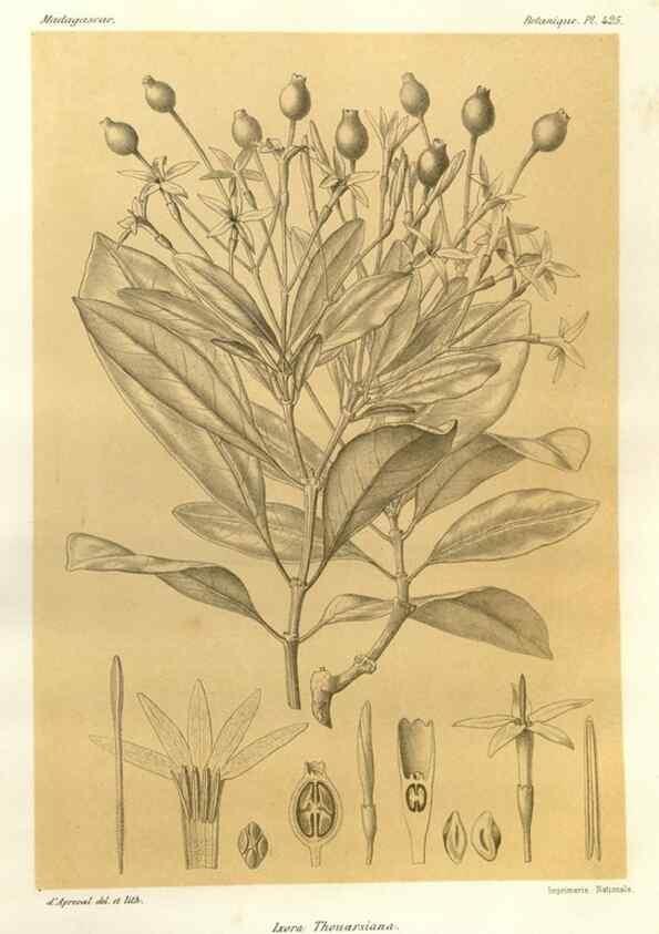 Reproducción/Reproduction 49785567973: Histoire physique, naturelle, et politique de Madagascar. Paris :Impr. nationale,1885-. 