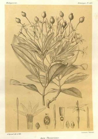 Reproducción/Reproduction 49785567973: Histoire physique, naturelle, et politique de Madagascar. Paris :Impr. nationale,1885-. 